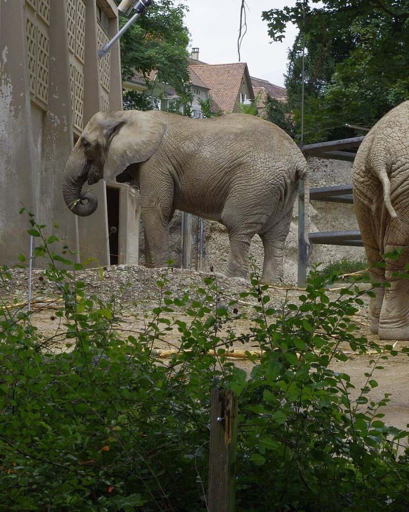 Ein Afrikanischer Elefant in seiner Anlage im Zoo Basel