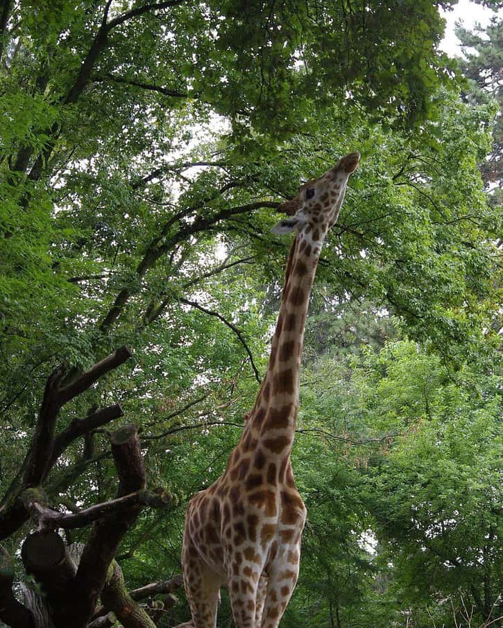Giraffen in ihrer Anlage im Zoo Basel, einem der Ziele für einen Familienvormittag am Wochenende